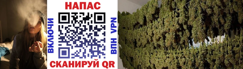 Канабис SATIVA & INDICA  это Telegram  Шуя  наркота 