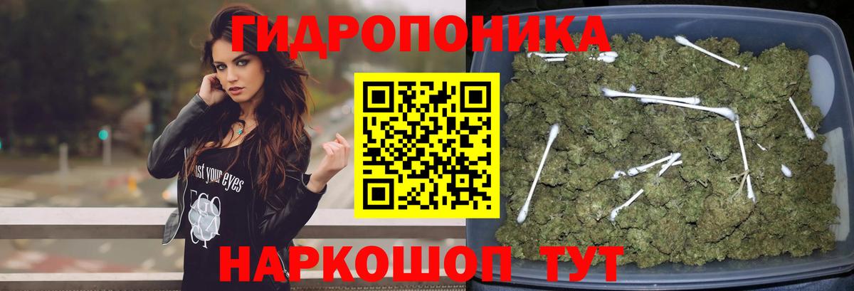 Шишки марихуана конопля Шуя